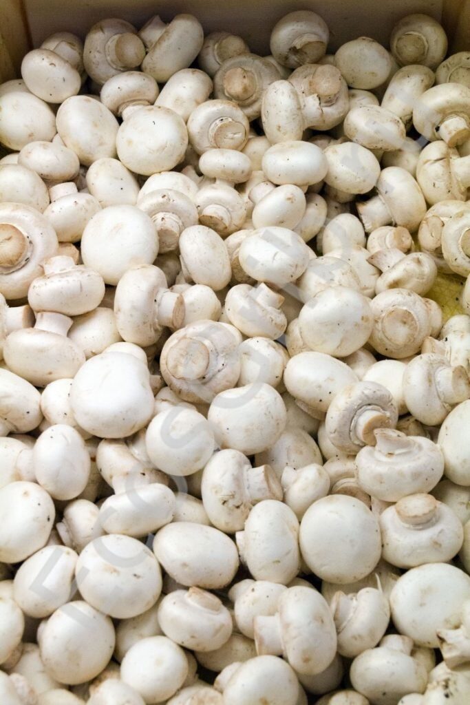Купить мицелий грибов Шампиньон белый в Воронеже, мицелий на зерновом .